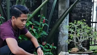 Model Kolam Ikan Koi screenshot 1