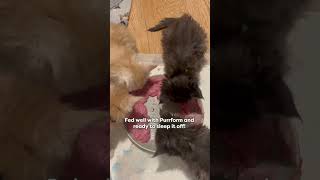 Dinner And Dreams 💤 | Cosy Maine Coon Kittens