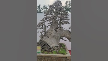 tuyệt đẹp cho tác phẩm hoàng Anh mộc