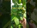 #Cucumber #String #Beans 😍 1-5 plants, respectively bt i can hardly keep up🤣 #Harvest -ful #Garden 😍