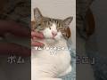 【保護猫】猫は顔周りだけ撫でとけば良い生き物