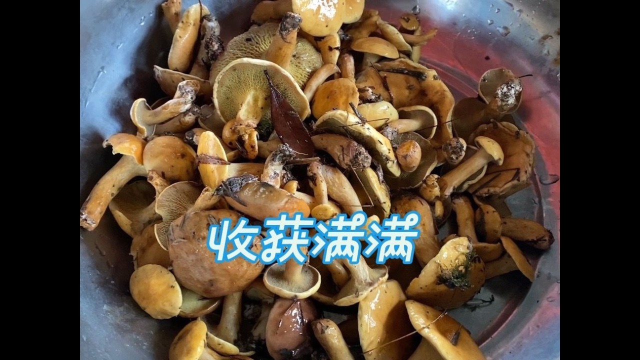 吃肉吃腻了，小梁上山搞野，运气爆棚收获满满。