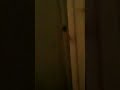 I All Most Got Attacked By A Giant Wolf Spider Big Ass Country Spider I All Most Got Attacked By A Giant Wolf Spider Big Ass Country Spider