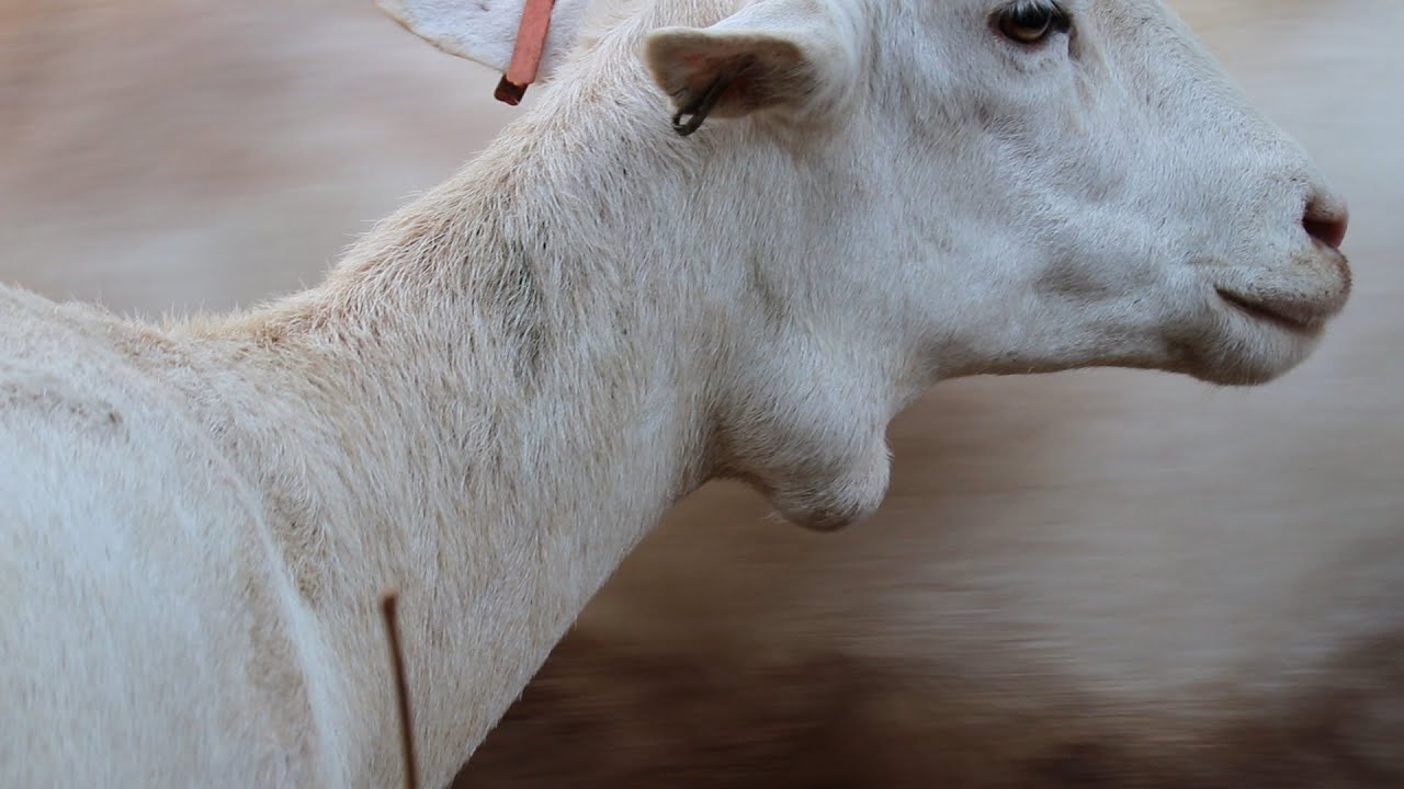 borregos linfadenitis o pseudotuberculosis ,como se presenta y como tratarla