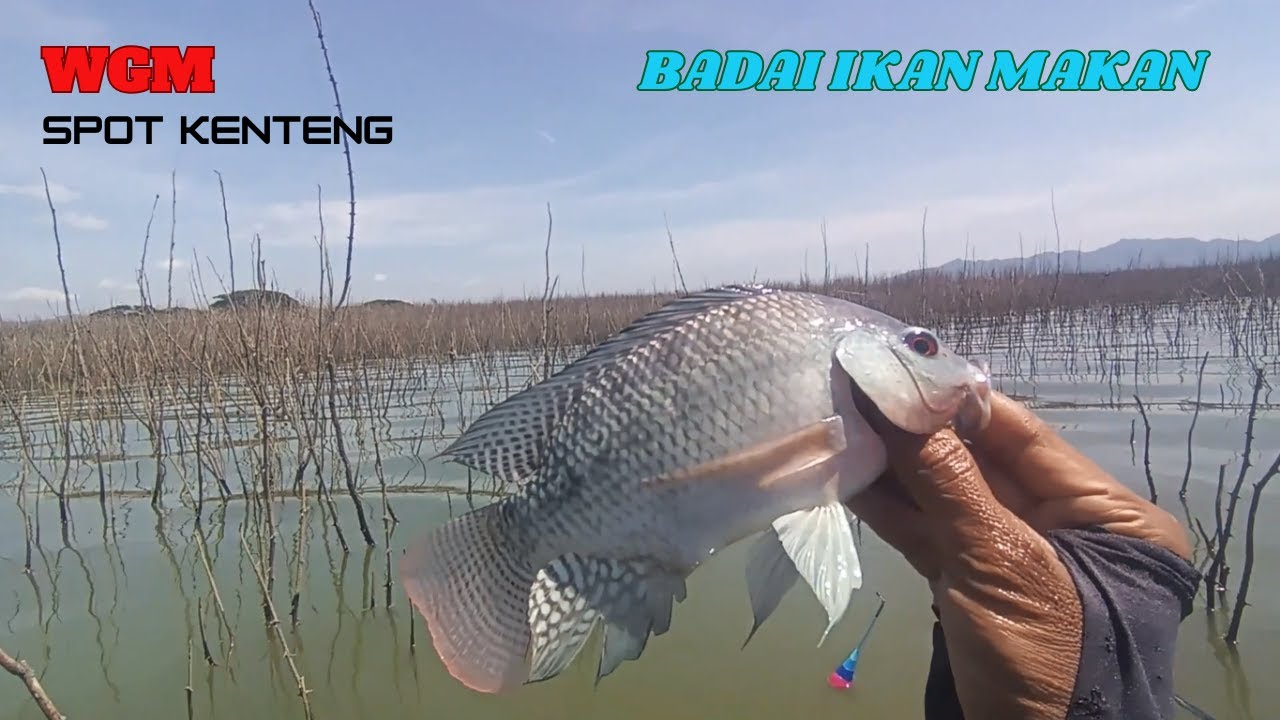 AIR SURUT DAN MUSIM BADAI IKAN MASIH MAKAN, WADUK GAJAH MUNGKUR TERBARU #mancing #fishing #fish