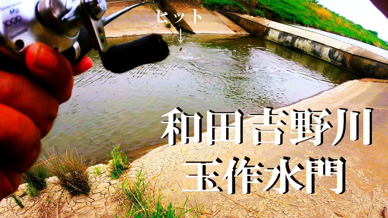 荒川水系和田吉野川（玉作水門）ルアー釣り】【利根川＆荒川水系、バス