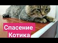 Спасение котика/Бездомный кот просит помощи/Помощь животным