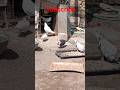 Kyasultan Tumkaam Hathepelo or onahoo #pigeon #trending  #motivation #viral #kabootarbazi  #kabutar