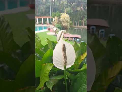 🌈👌Peace Lily at Tierra Montephine #satisfying #beautiful  #flower #shorts #shortsvideo 05.13.23