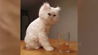 CATS you will remember and LAUGH all day! by Pet Planet 583 views 4 years ago 4 minutes, 13 seconds