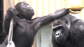 赤ちゃんゴリラ・キンタロウをチェックするパパの目が鋭い【京都市動物園】