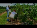 Travels With Charlie- Blueberry Season Comes Early