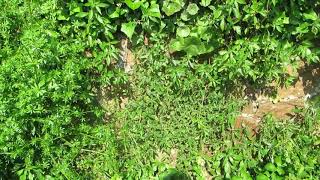 Vole