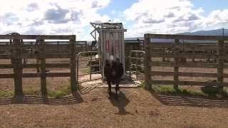 Gallagher Tsi Weigh Scale And Dairy Heifers In Action