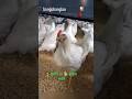 🐓মুরগি vs 🐕 কুকুর vs 🐈 বিড়াল #shortvideo #dog #cat