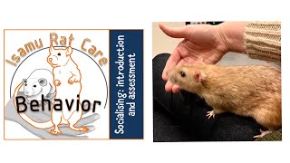 Socialising rats 1: introduction and assessment