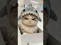 ay dengarkan aku #fyp #djaydengarkanaku #kucing #aicover #fypviral