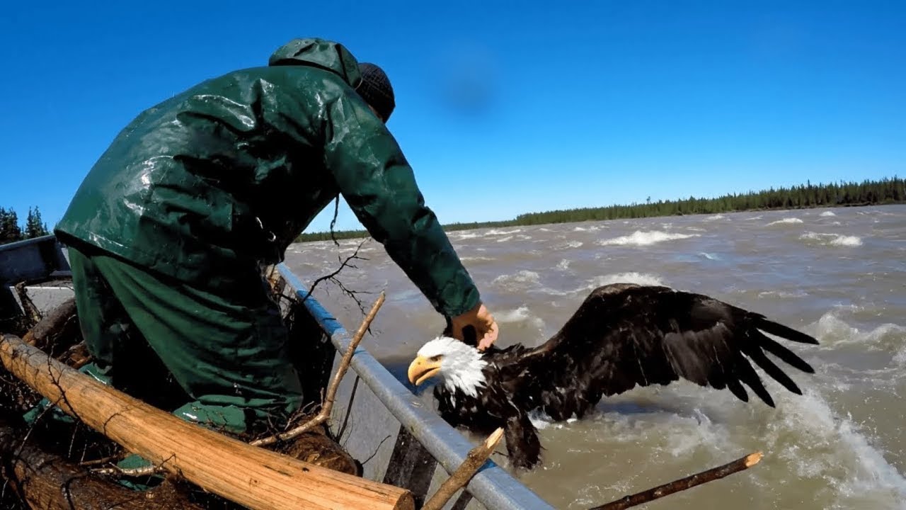 50 Best Animal Rescue Videos Caught on Camera - YouTube