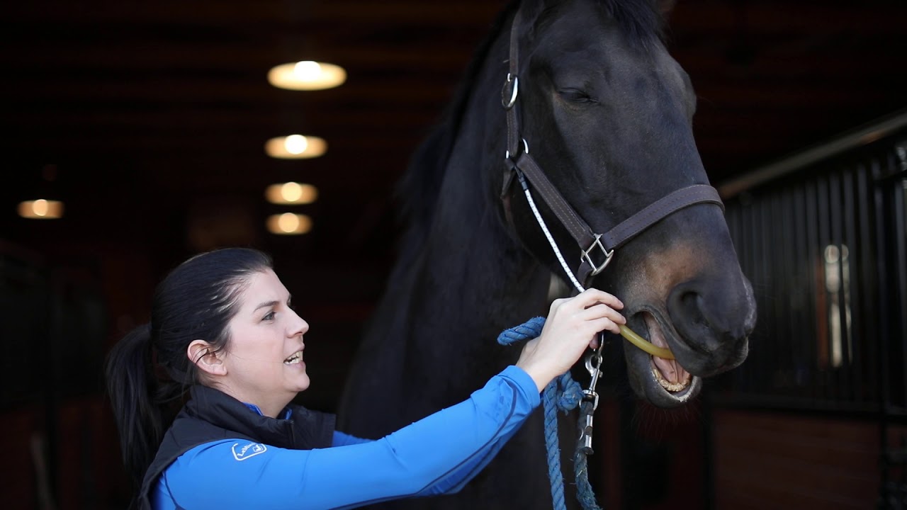 Equipping Busy Buddy