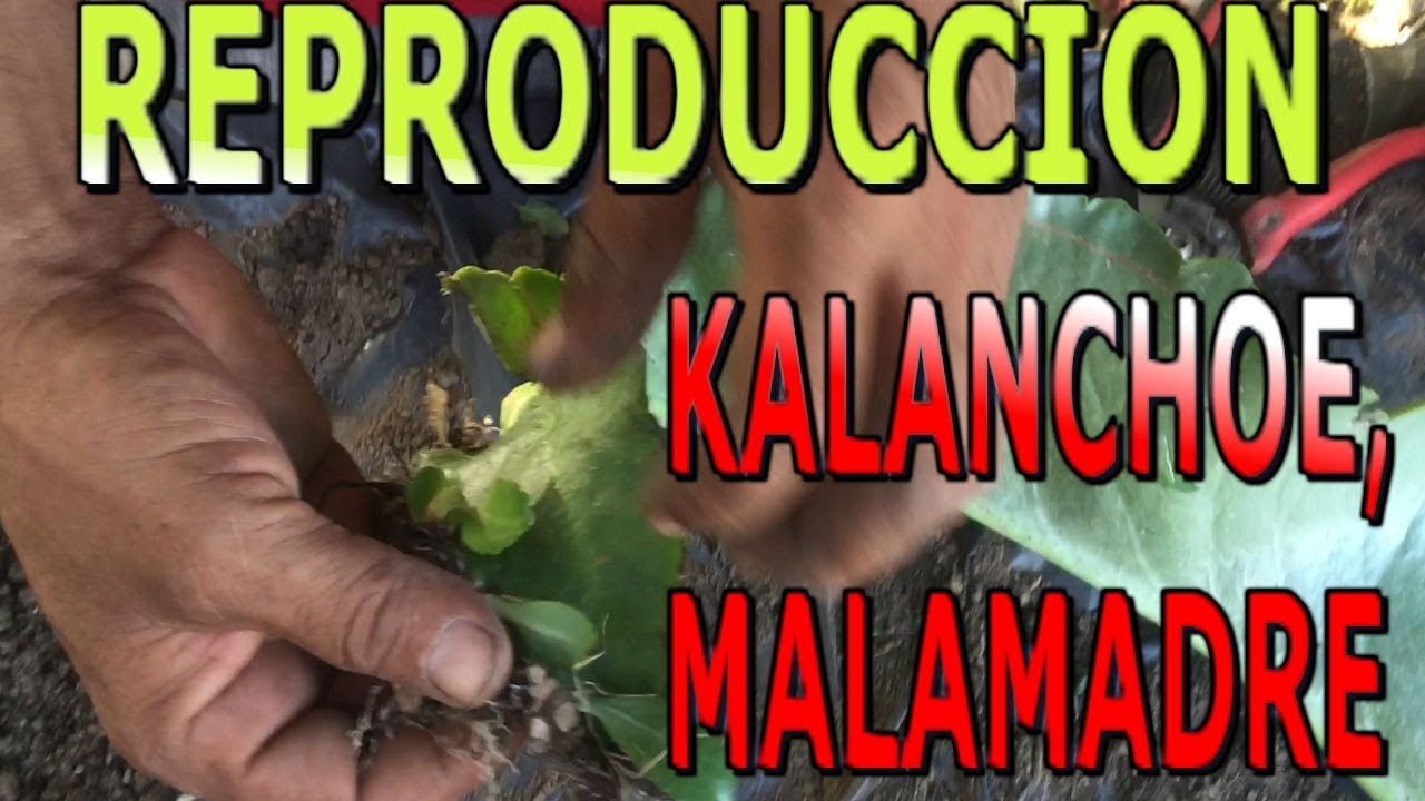 Como Reproducir La Planta Malamadre Kalanchoe Aranto Youtube