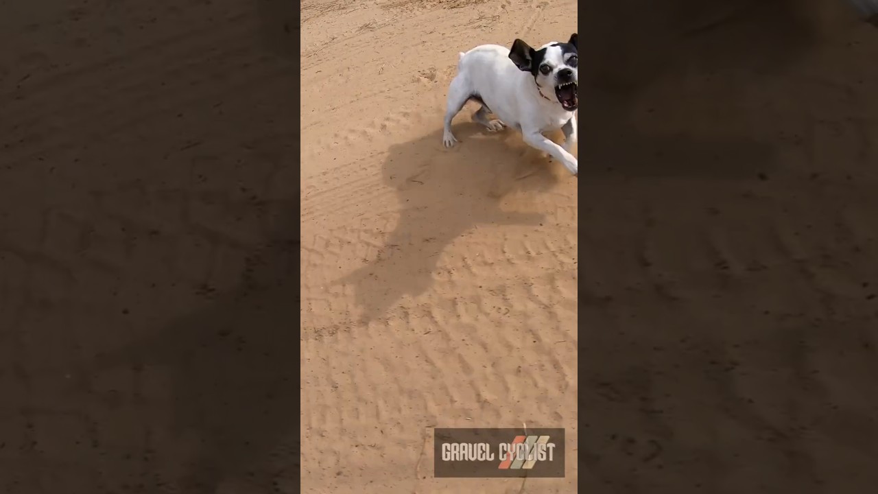 Dogs Chasing Cyclists Volume 2
