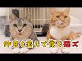 床に並んで仲良く寛いでいる猫ズ。