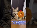 この世界の真理を追求する猫　　　　　　保護猫シンとテンの物語