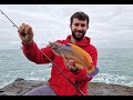 Lure fishing for pollock and wrasse at west wales