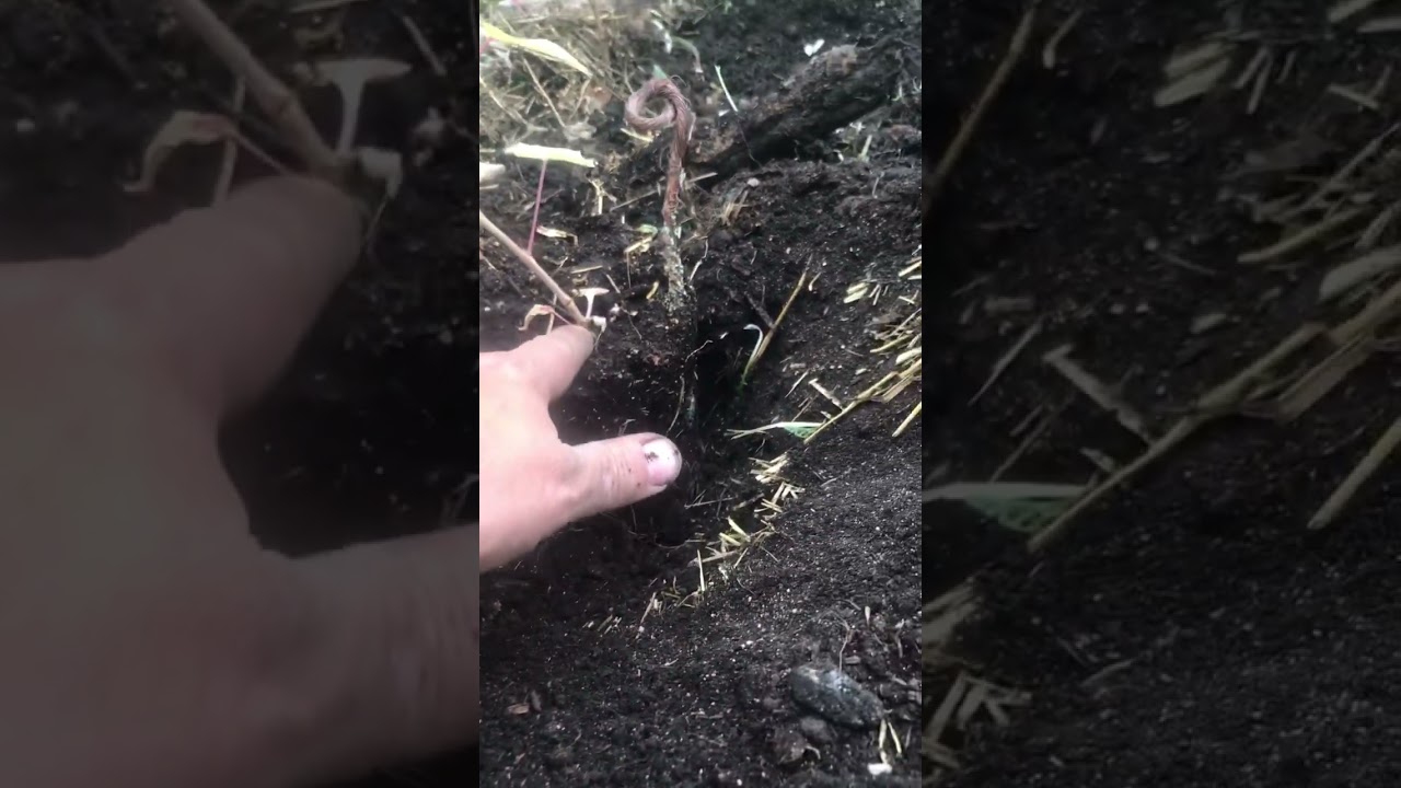 Growing grapes is easy! 