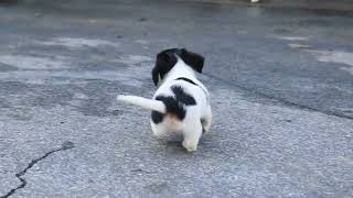 Miniature Dachshund Puppies For Sale