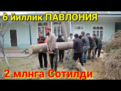 Video: Rossiyada qarag'ay daraxtlari bormi?