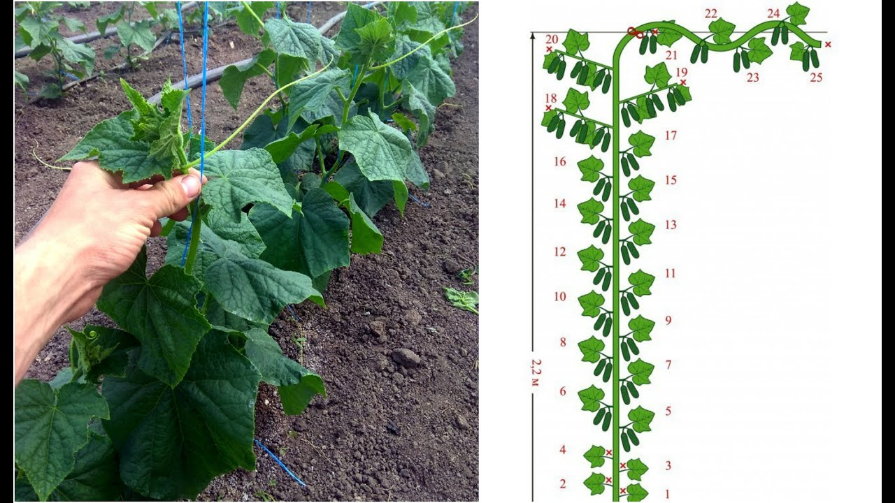 Выращивание огурца видео. Огурец Кураж формировка. Формировка огурцов в один ствол. Формировка огурцов в теплице в один стебель.