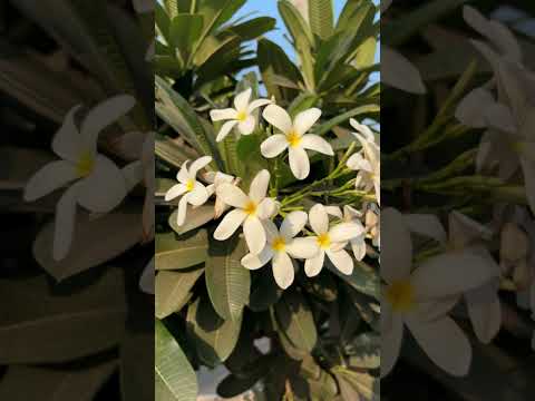 short nature trending shorts vlog #nature #minivlog #ihavethisthingwithplants
