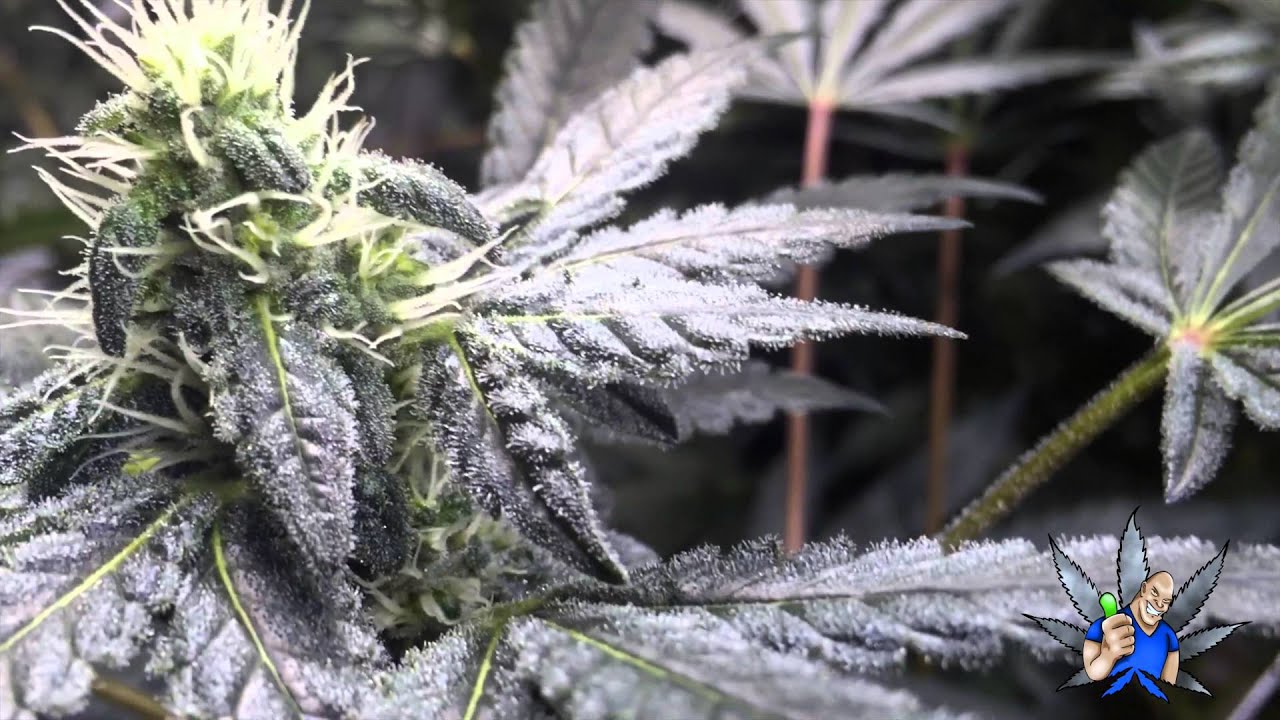 Phantom Stomper day 21 production room C in 4k UHD