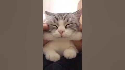 Video 1901511: persian american bobtail, american bobtail cat, rex japanese bobtail snowshoe, brown persian cat, somali cat havana, cat enjoying massage, cat eyes