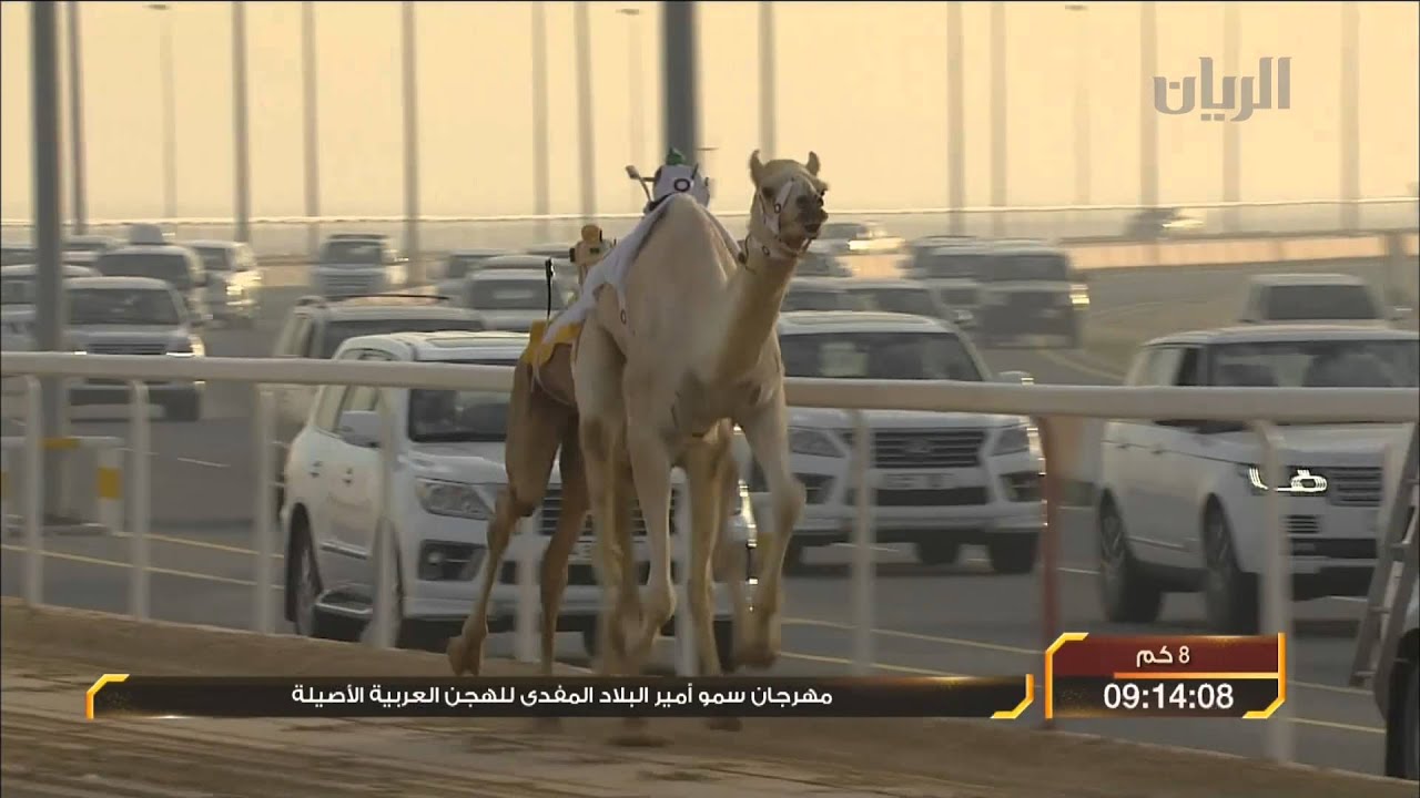 سباق أمير البلاد المفدى للهجن العربية الأصيلة - زمول - الشوط الثالث -29-01-2014