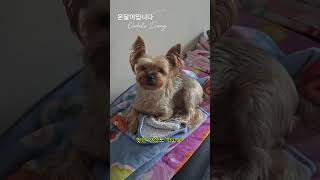 무더운 여름 나기#강아지일기 #강아지브이로그 #요크셔테리어 #온달이 #일상기록 #PuppyDiary #YorkshireTerrier #DogVlog #DailyLife #Ondal