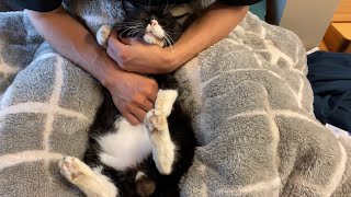猫に気付かれずに目薬をさす