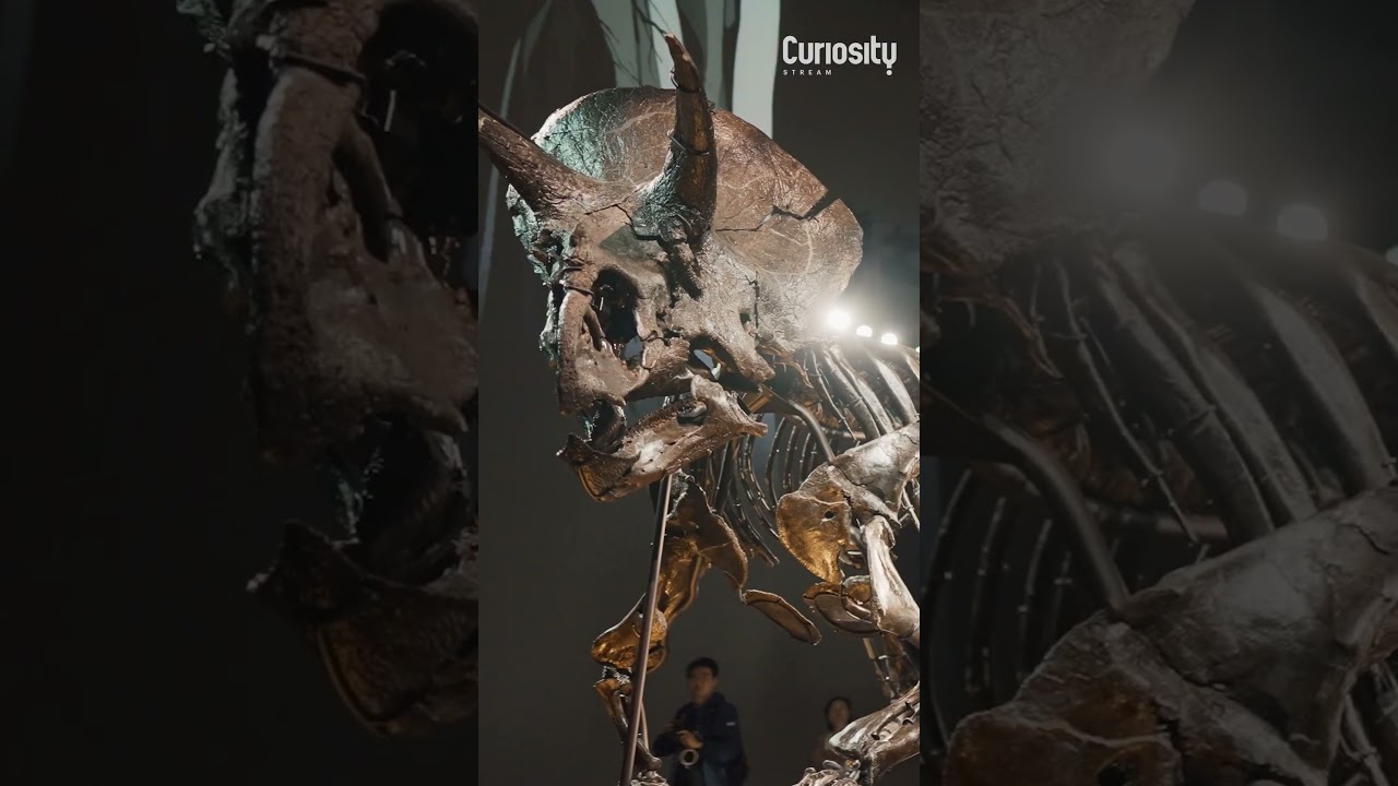 Can We Really Bring Back Extinct Species? 🧬🐘 