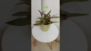 Plant Makeover#ideas#decoration#diy#home#plants#lover#easy#new#youtubeshorts#shorts#shortvideo#short