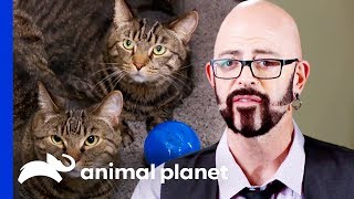 Jackson galaxy has his work cut out for him as he attempts to put an
end two cat's bad eating habits. will be able prevent the pair from
chewing thr...