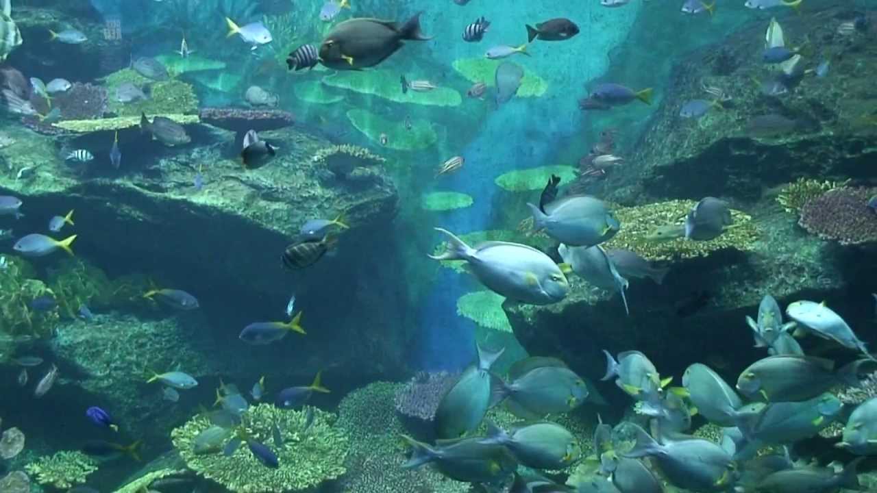 Siam Paragon Aquarium, Bangkok, Thailand YouTube