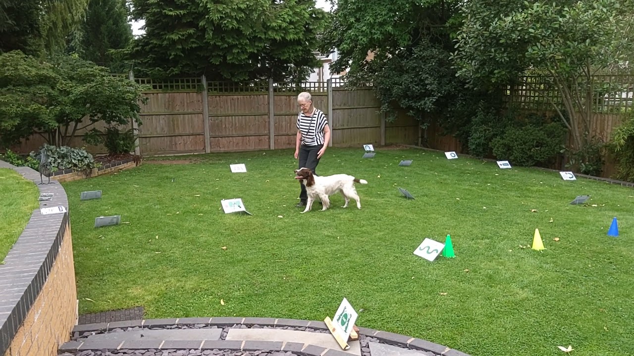 Bev Boughton & Ozzy, RallyOnline Level 3, August 2021