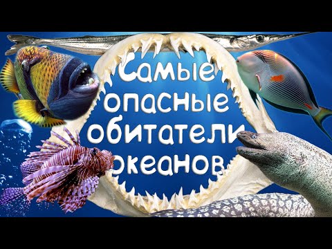 Видео: Самые опасные обитатели океанов