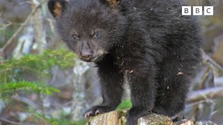 Baby Black Bears! | Andy's Baby Animals | Andy's Amazing Adventures