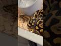 “2024 Ball Python Pairing” #snake #royalpythons #reptiles #python #animals #ballpython #pets