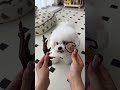 Every day healed by the puppy~#All Things Cute Plan #When You Have a Greedy Puppy