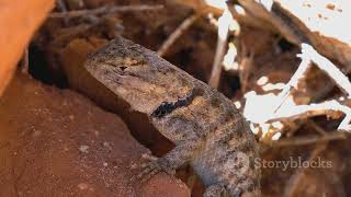 The Epic Evolution of Lizards: From Dinosaurs to Modern Day