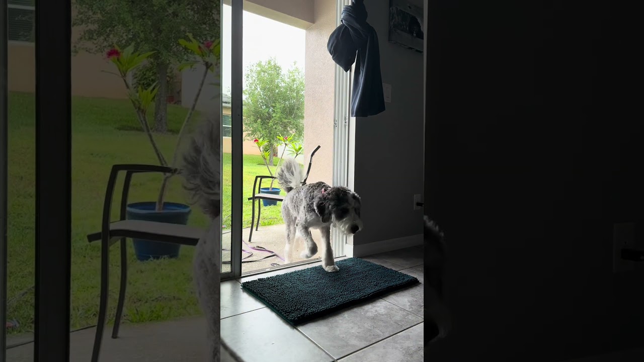 Pets + kids + rain = disaster... unless you have this mat. 🌧️🐾👧 Muddy Mat to the rescue! 