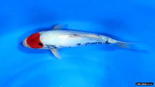 VHQ Tosai Tancho Showa - 32 cm - Dainichi Koifarm - My-Kois.de